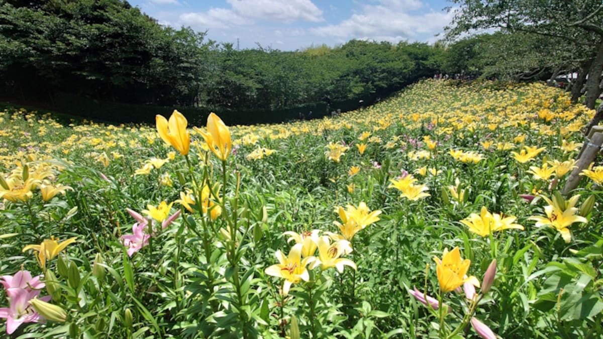 可睡ゆりの園（7）／黄色のすかしゆりの花畑