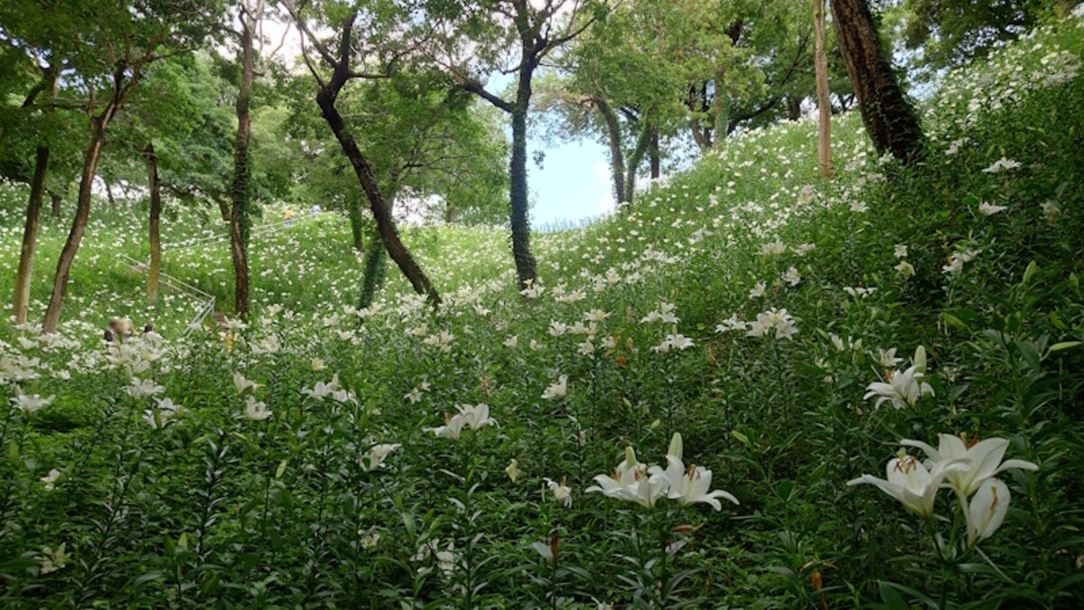 可睡ゆりの園（8）／白いゆりの花が咲くエリア