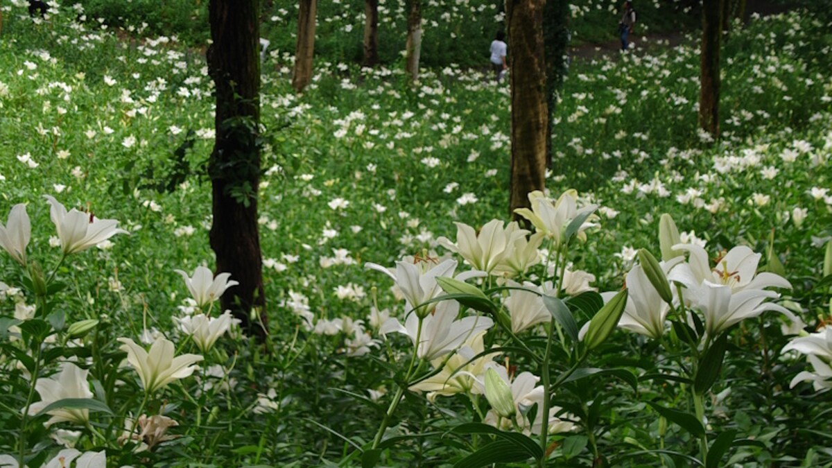 可睡ゆりの園（9）／丘の上から白いゆりの花々を眺める