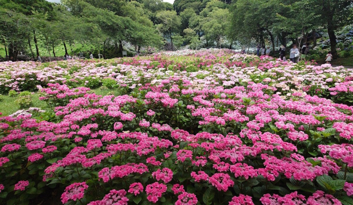 可睡ゆりの園（13）／カラフルなあじさいの花々