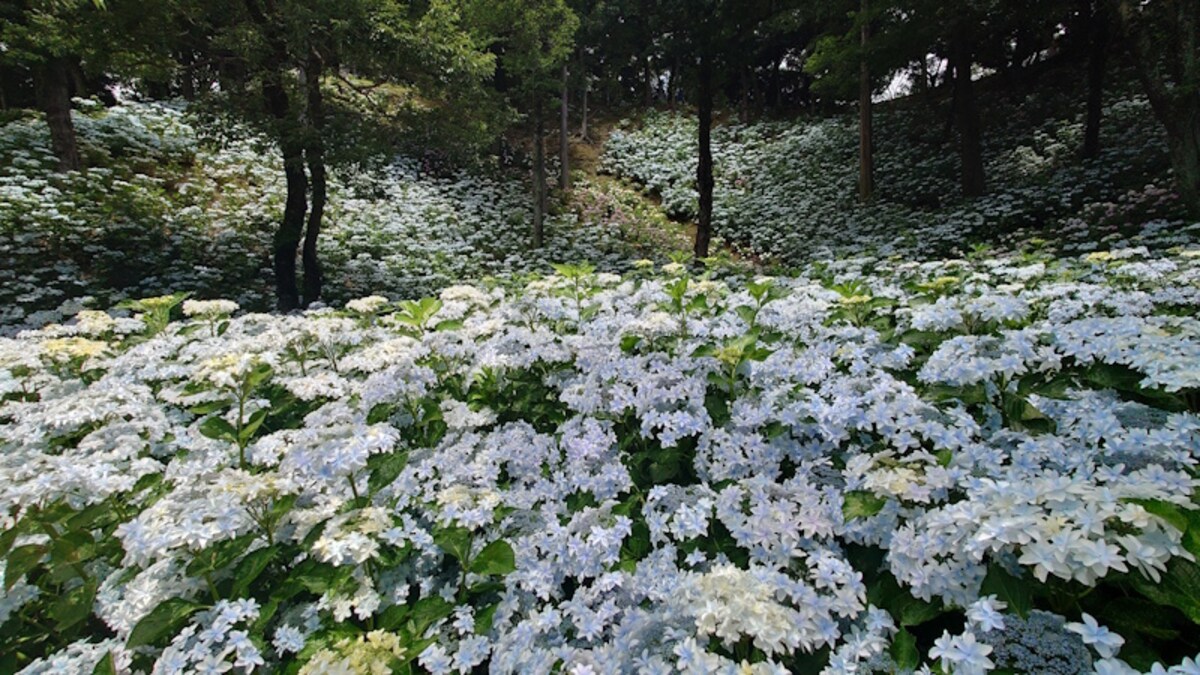 可睡ゆりの園（15）／あじさいの花の壁