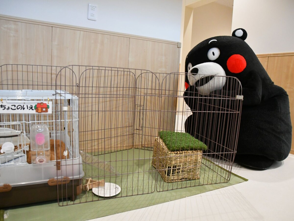 ちょこちゃんはおひるね中？＝6月12日、東京都文京区