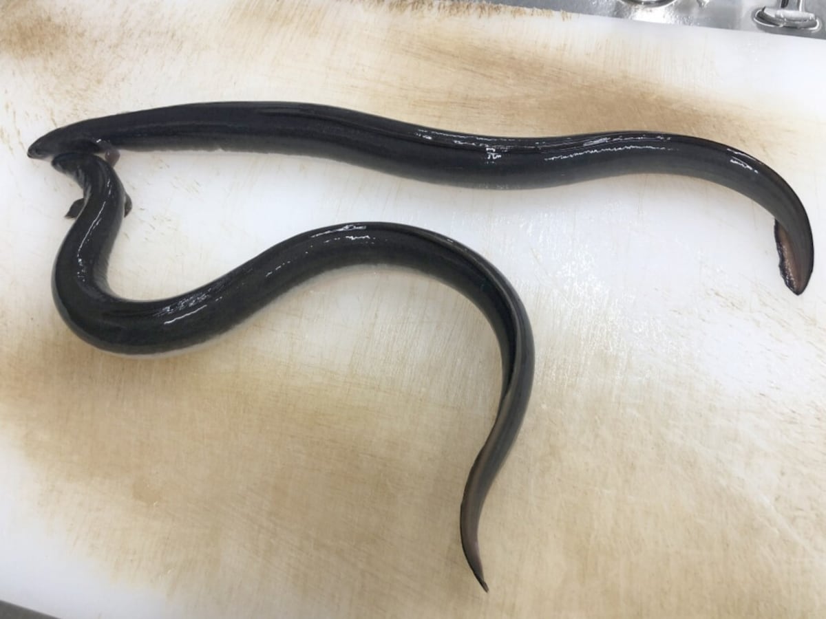生きた状態の「活鰻（かつまん）」