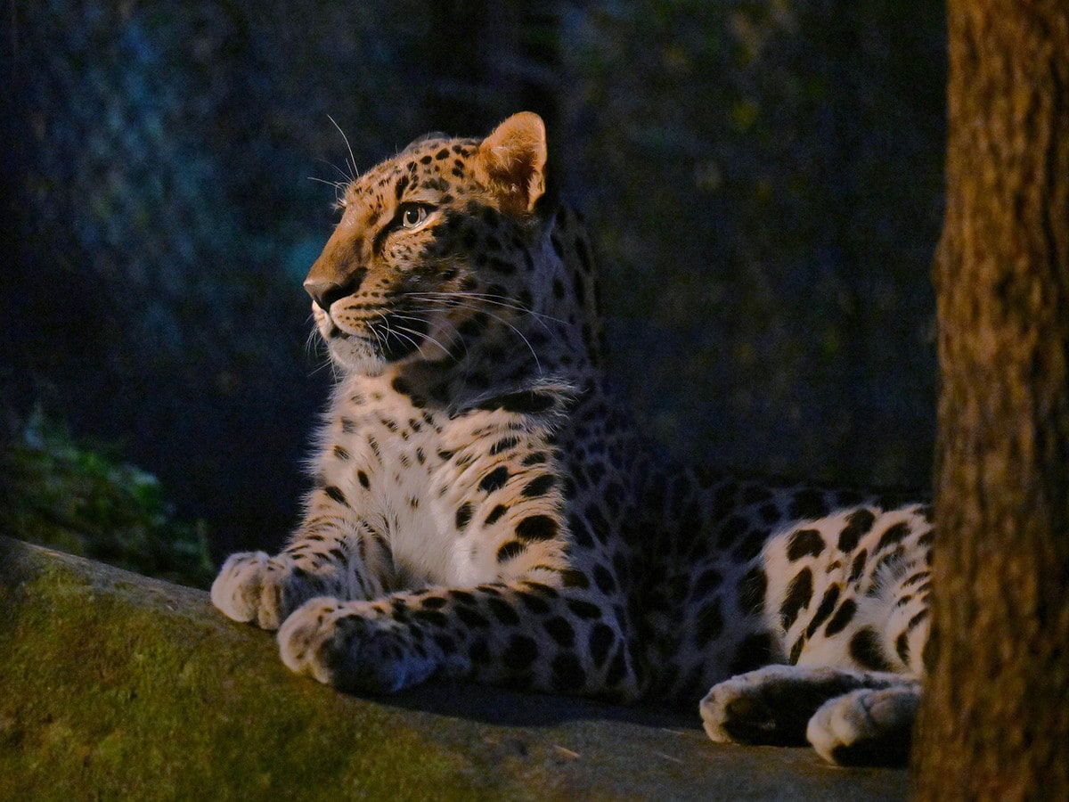 動物たちの魅力を再発見できる「飼育員のとっておきタイム」。画像のアムールヒョウは17:00~(提供画像)
