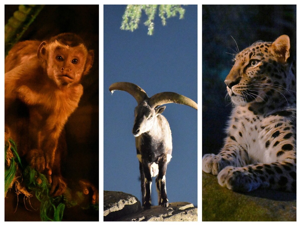 夏休みの人気イベント「よこはま夜の動物園2025」は8月の土・日曜と8月11日に開催(提供画像)