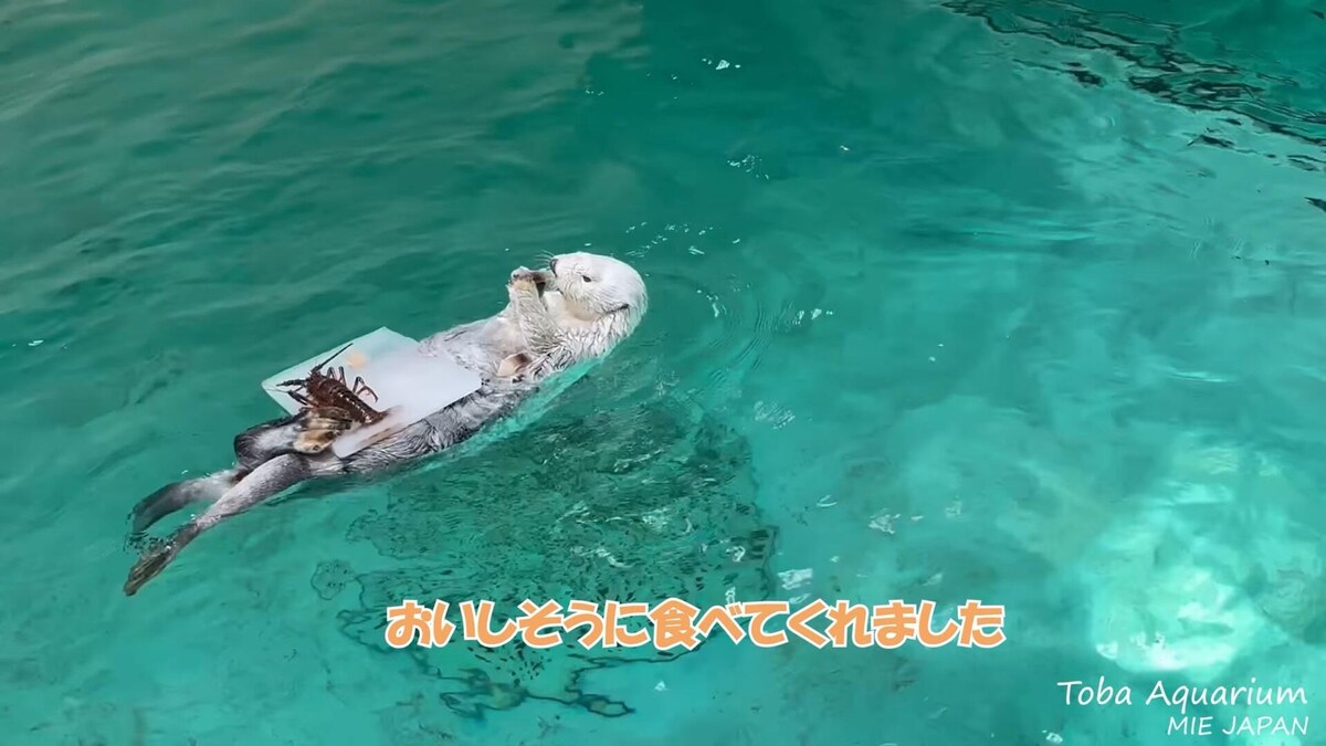 特製の任命状アイスケーキを食べるメイちゃん