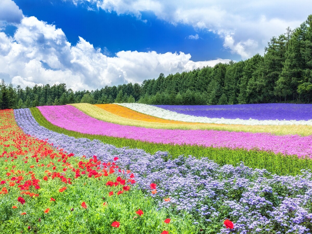 色とりどりの美しい花々が楽しめるファーム富田が2位にランクイン ※画像：PIXTA