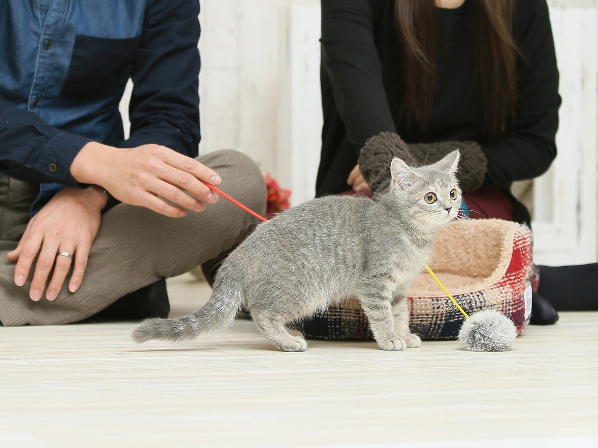 猫との穏やかな生活を送っていた夫婦に変化が……（画像：PIXTA）