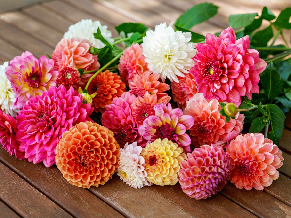 赤や白、ピンクなど花色も多彩なダリア。色ごとに花言葉があります　※画像出典：Shutterstock.com
