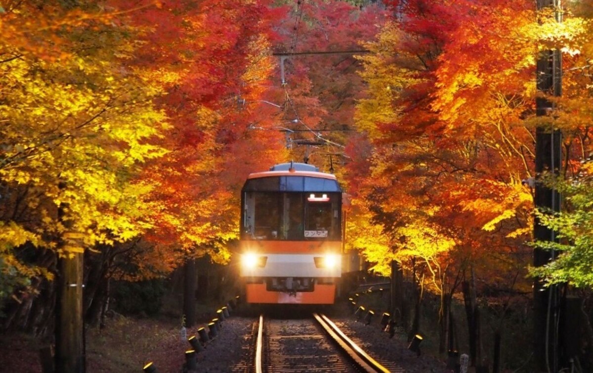 夜の「もみじのトンネル」 ※画像提供：叡山電鉄