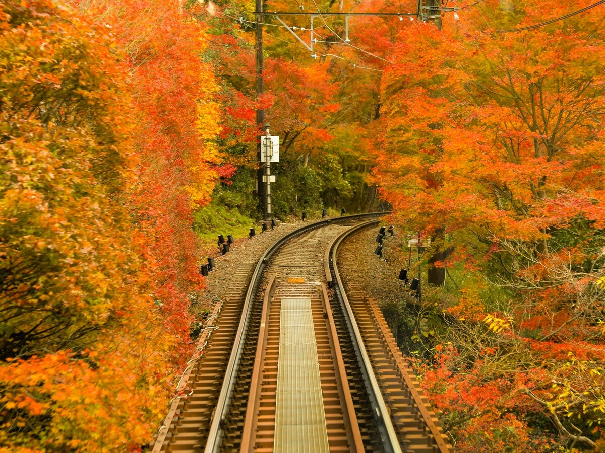 紅葉シーズンの「もみじのトンネル」※画像：PIXTA
