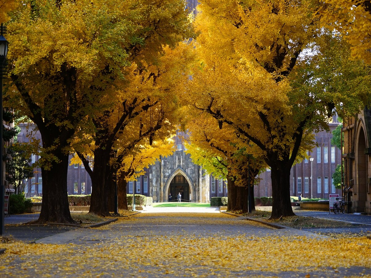 東京大学のイチョウ並木