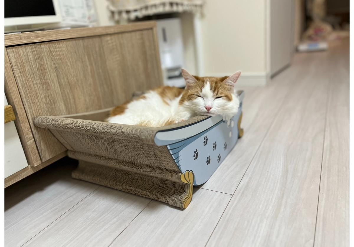 お気に入りの爪とぎでくつろぐマンチカンのロイちゃん