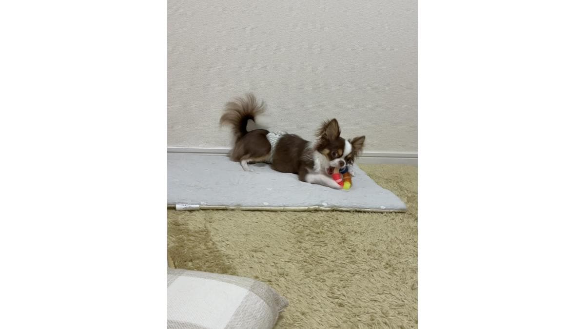 「デンタルトイ チューリング」で遊ぶチワワのロキちゃん