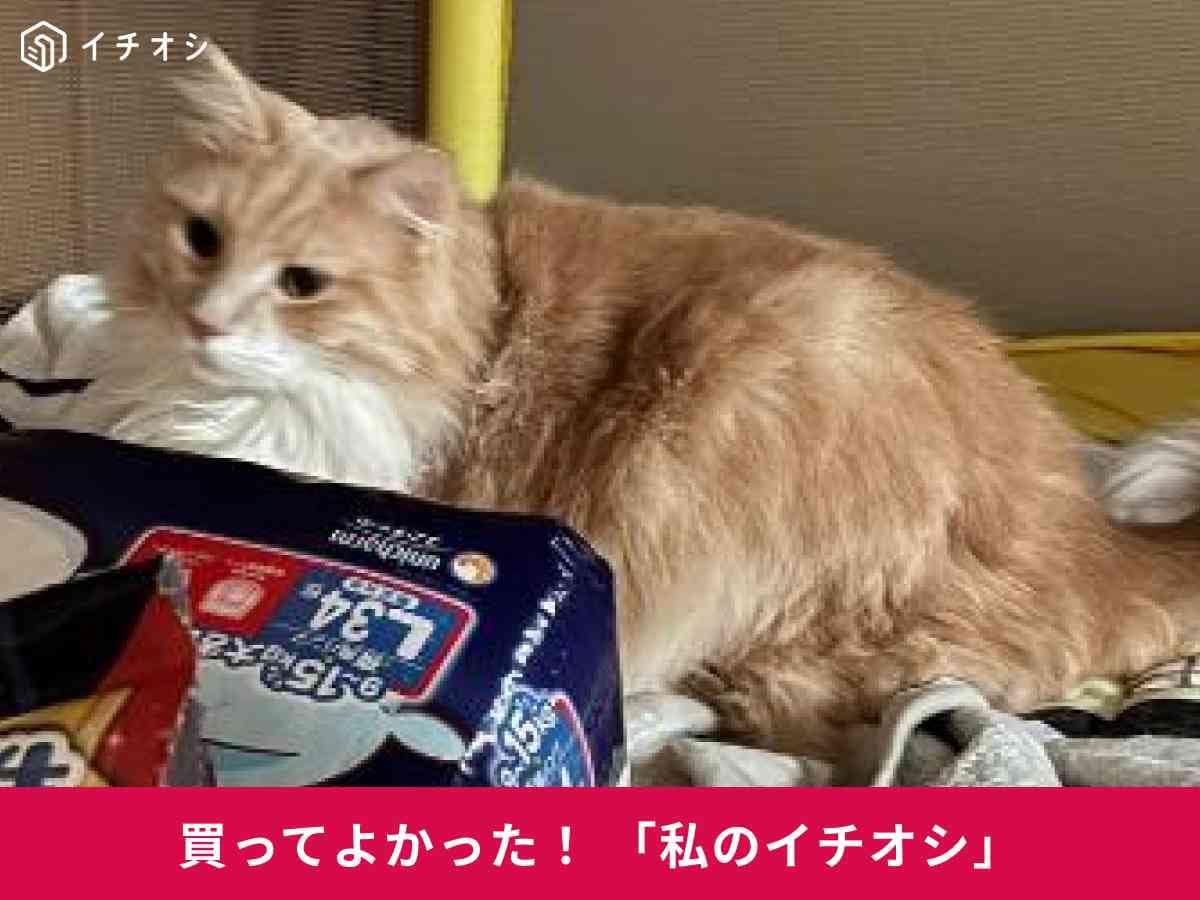 いつでも清潔！PetSnowyの「全自動猫トイレ」がおすすめ