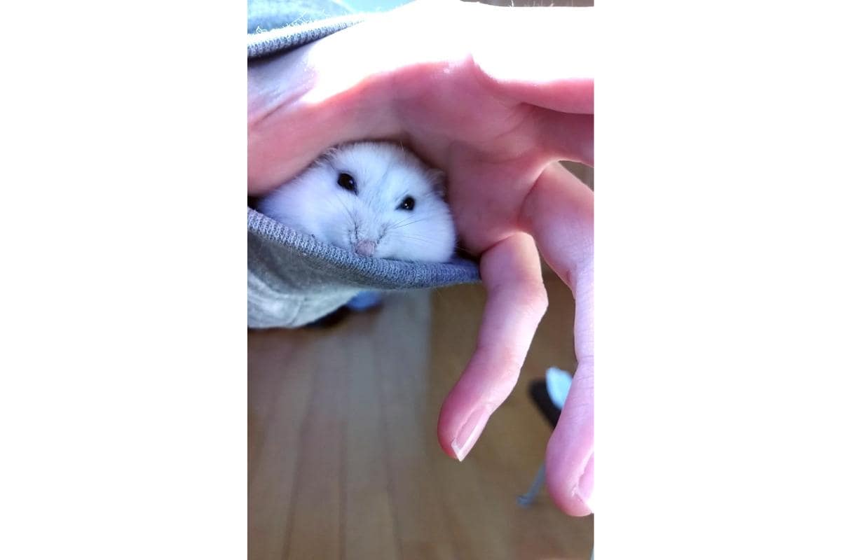 ジャンガリアンハムスターのダイコクちゃん