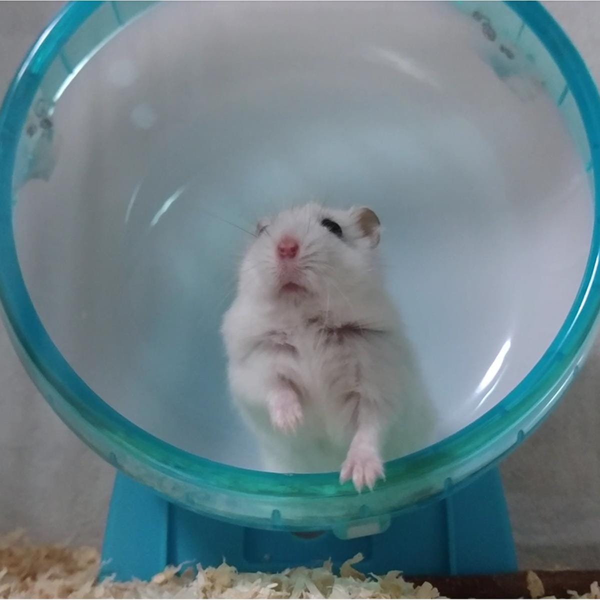 ジャンガリアンハムスターのダイコクちゃん