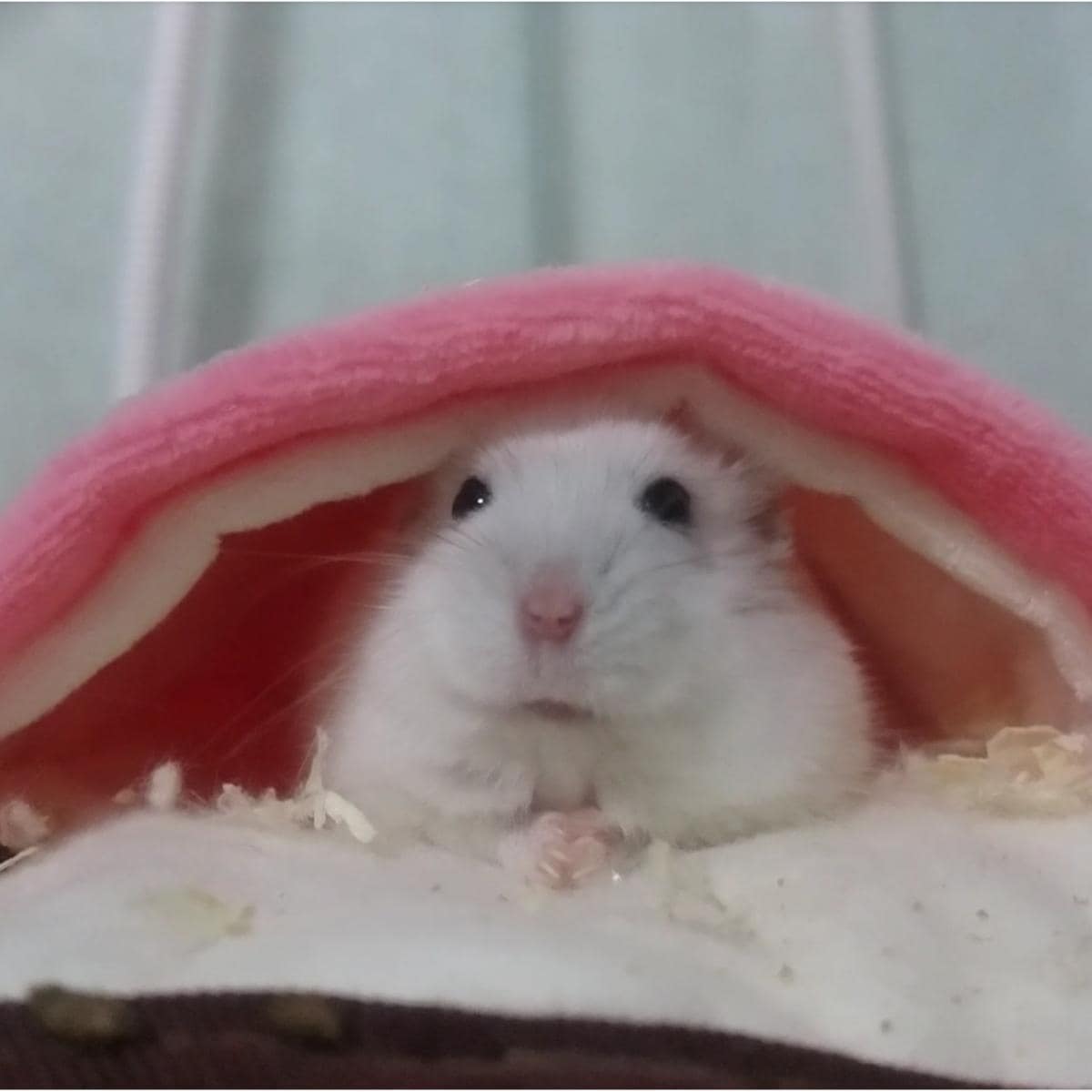 ジャンガリアンハムスターのダイコクちゃん