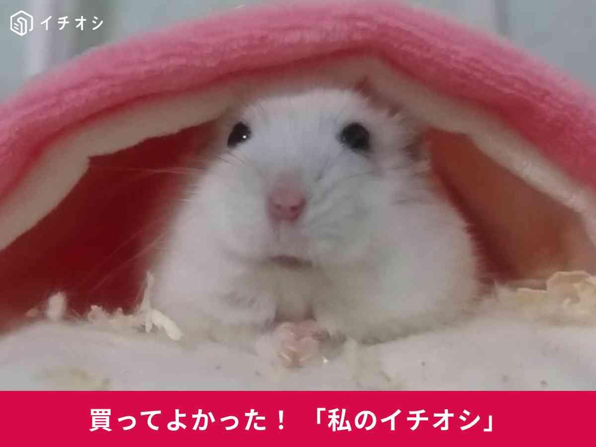 マルカン「ポケハムベッド」からこちらを見るハムスターが最強かわいい！