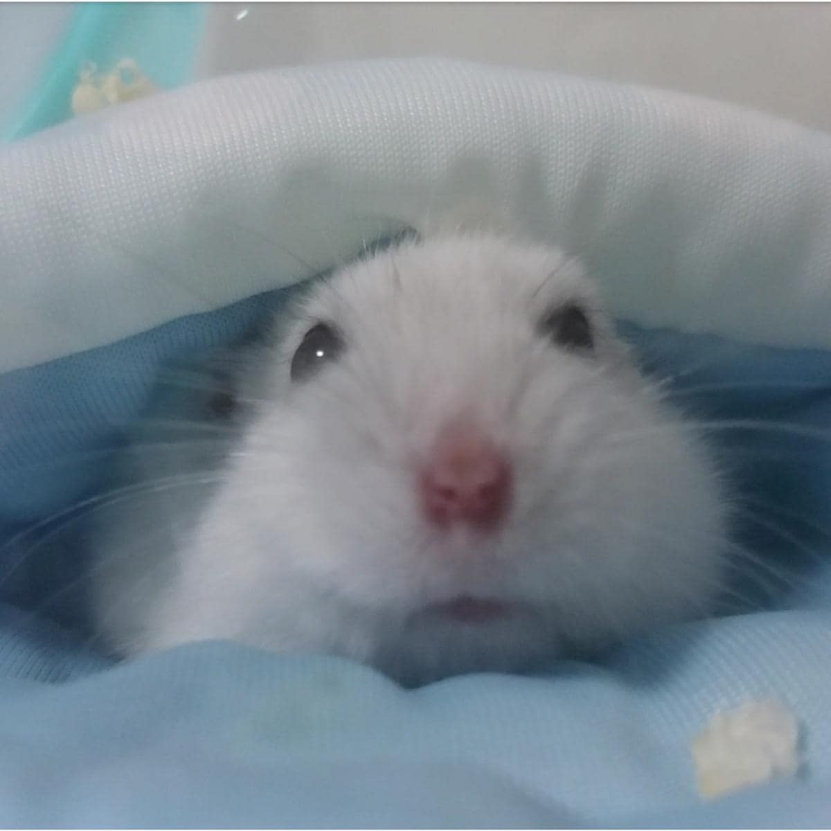 ジャンガリアンハムスターのダイコクちゃん