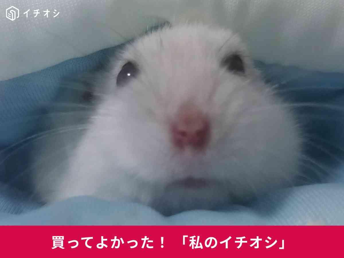 春夏向けひんやり素材！ハムスター用「接触冷感 ポケハムベッド ねぶくろ」