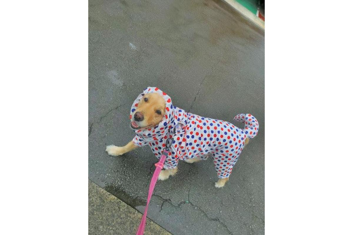 ゴールデンレトリバーのアイアイちゃん