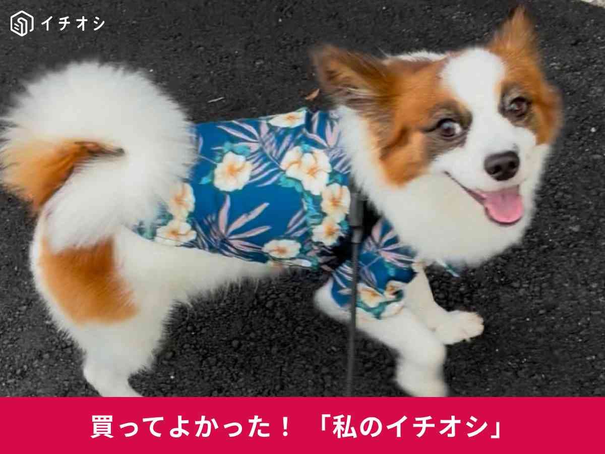 スタプロのペット用アロハシャツが安くてかわいい！