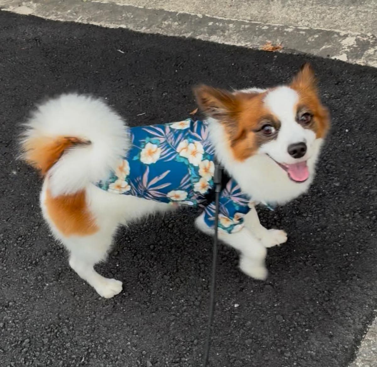 パピヨンのオースティンちゃん