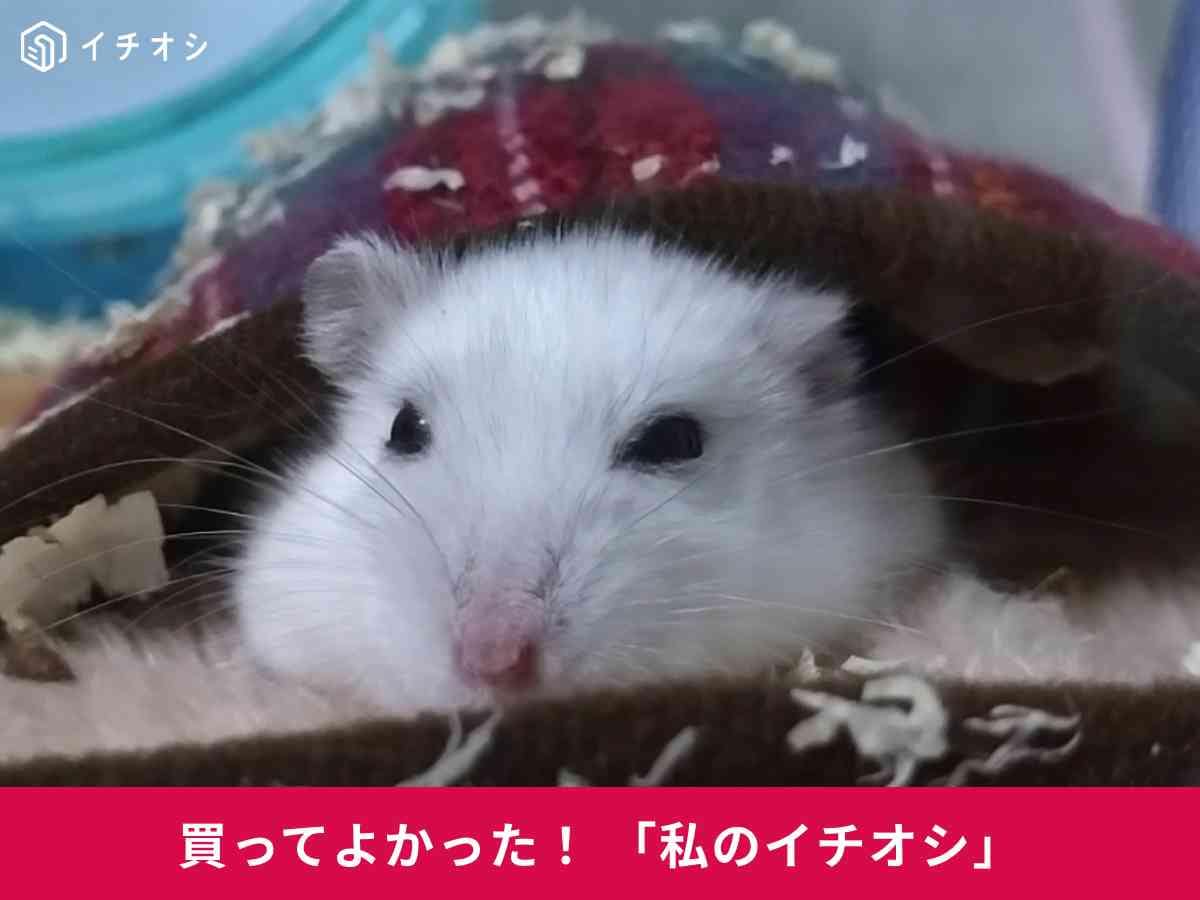 「暖突（だんとつ）」ヒーターで冬のハムスターケージがぽかぽかに！