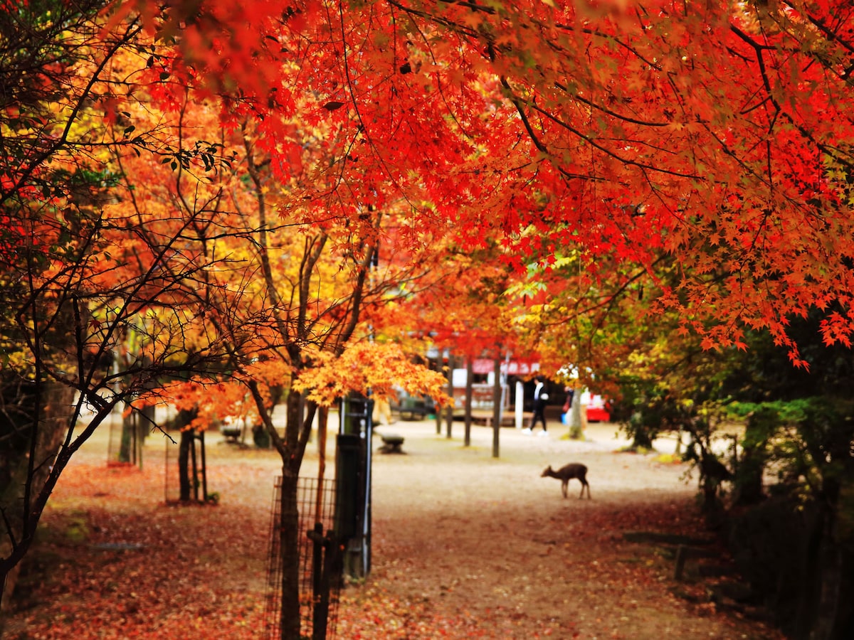 紅葉谷公園