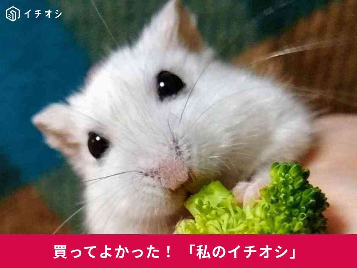 ハムスター用「素焼きハウス どんぐり」は夏も冬も快適！