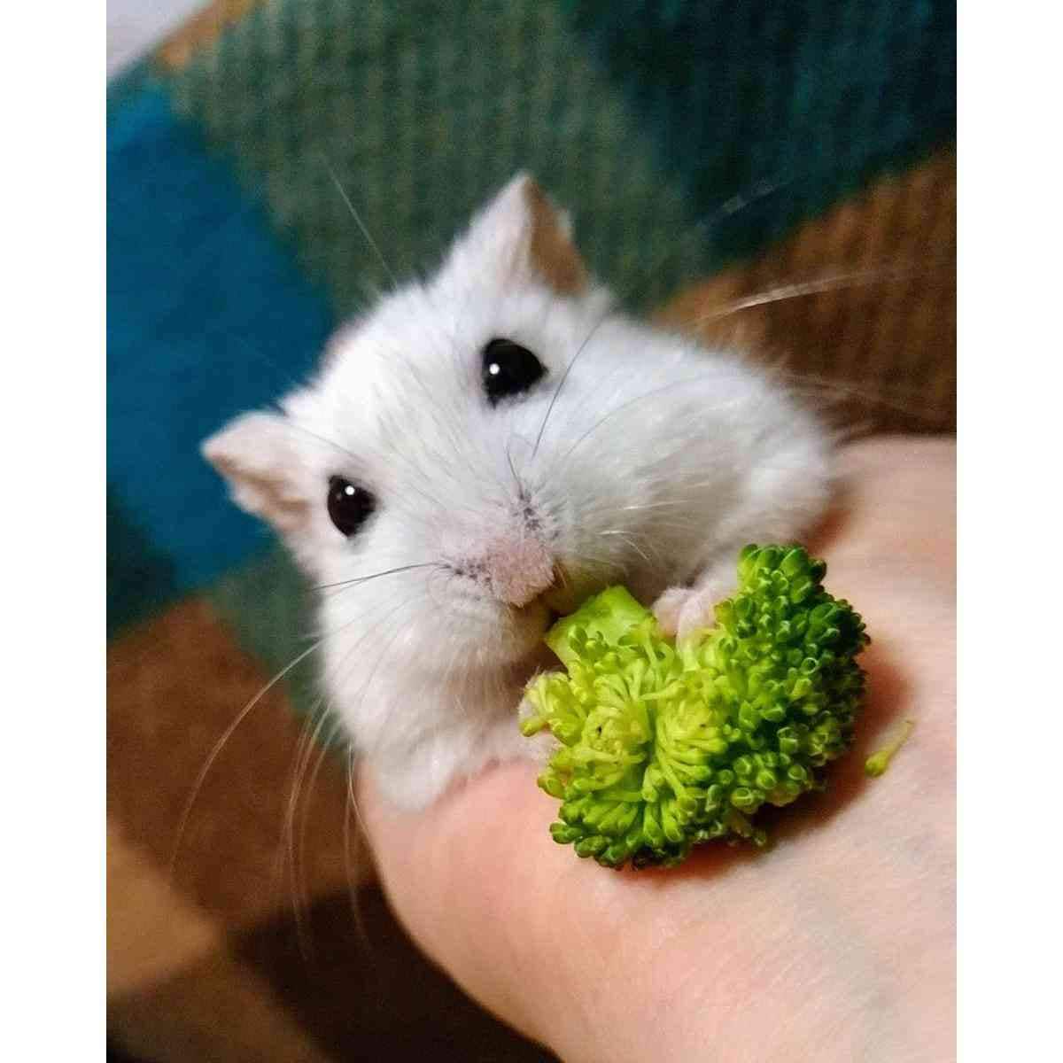 ジャンガリアンハムスターのダイコクちゃん