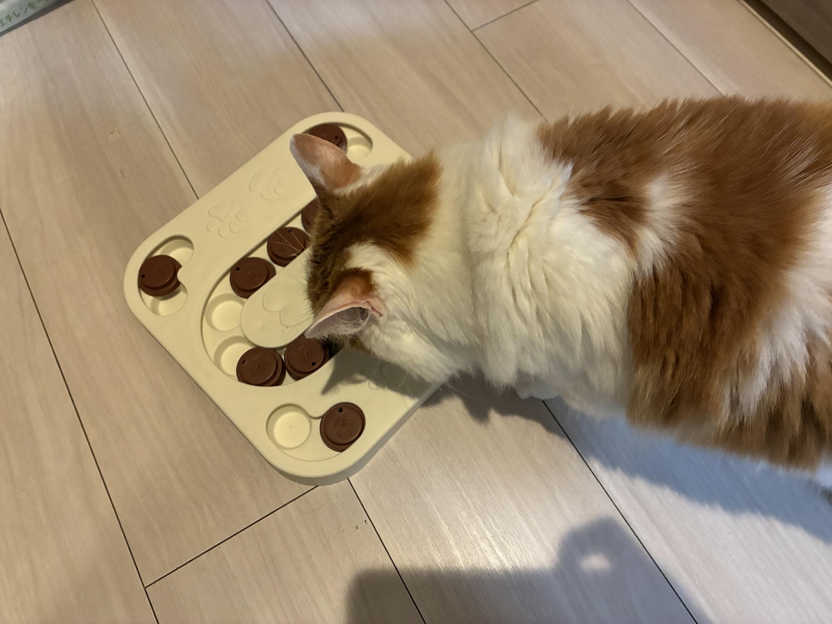 SHEINで買える「パズルトイ」は猫のおやつタイムに活用できる