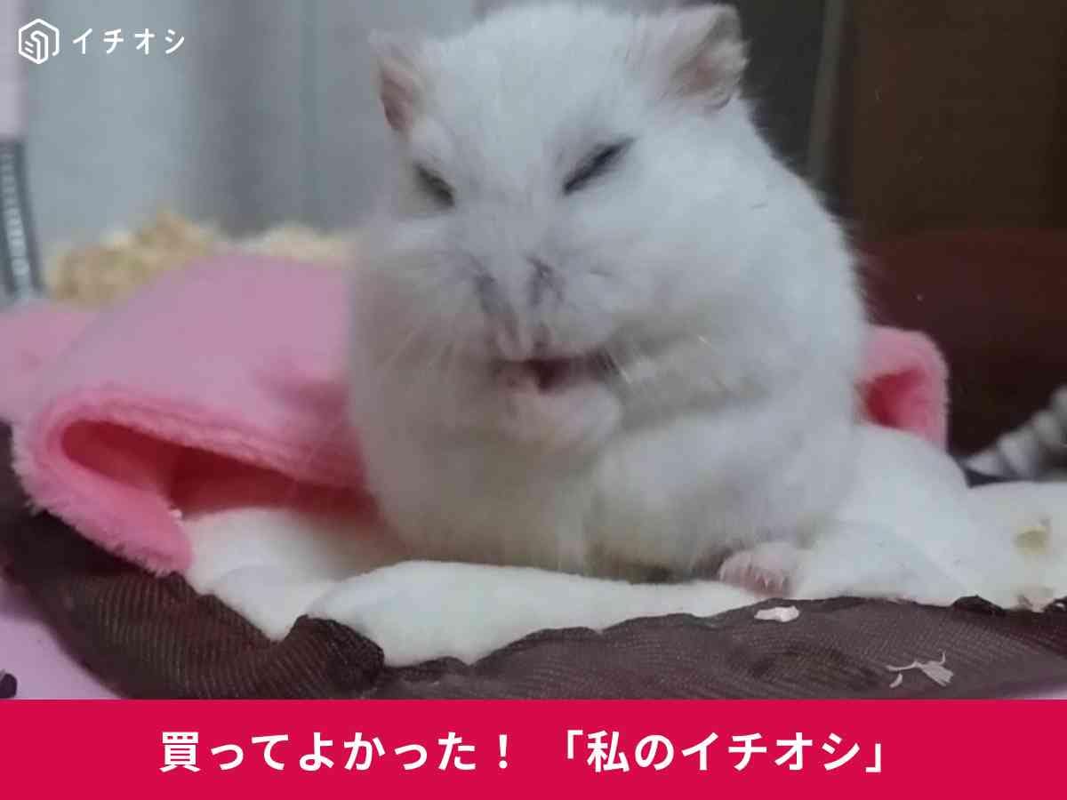 「ほっとうさ暖 リバーシブルヒーター M」がハムスターの寒さ対策におすすめ