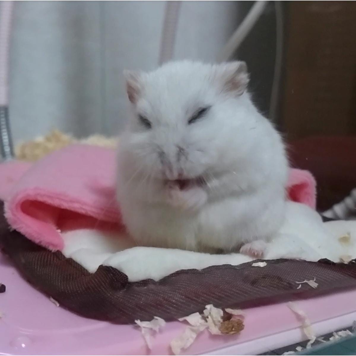 ジャンガリアンハムスターのダイコクちゃん