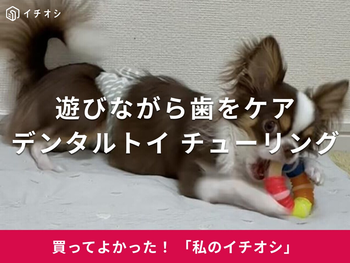 【ハーツ】「デンタルトイ チューリング」で遊びながら愛犬の歯をケア！チワワ・ロキちゃんも夢中で噛み噛み♪(20代女性)