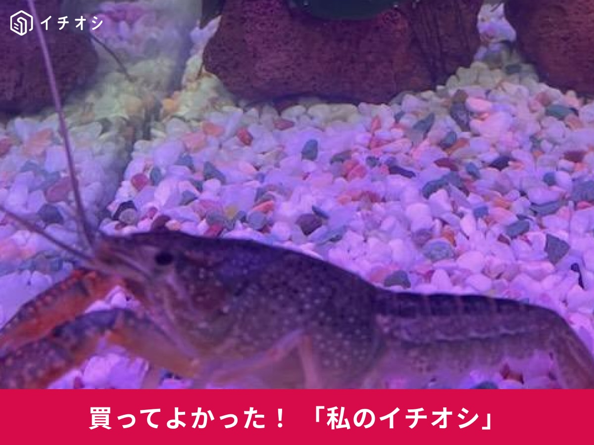 ザリガニ用の餌「アオザリンZ」で体が青く変化する！