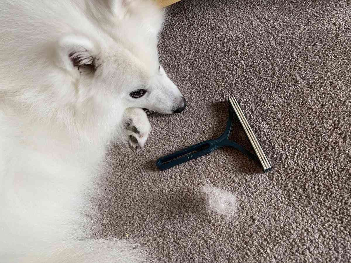 日本スピッツのテトちゃん