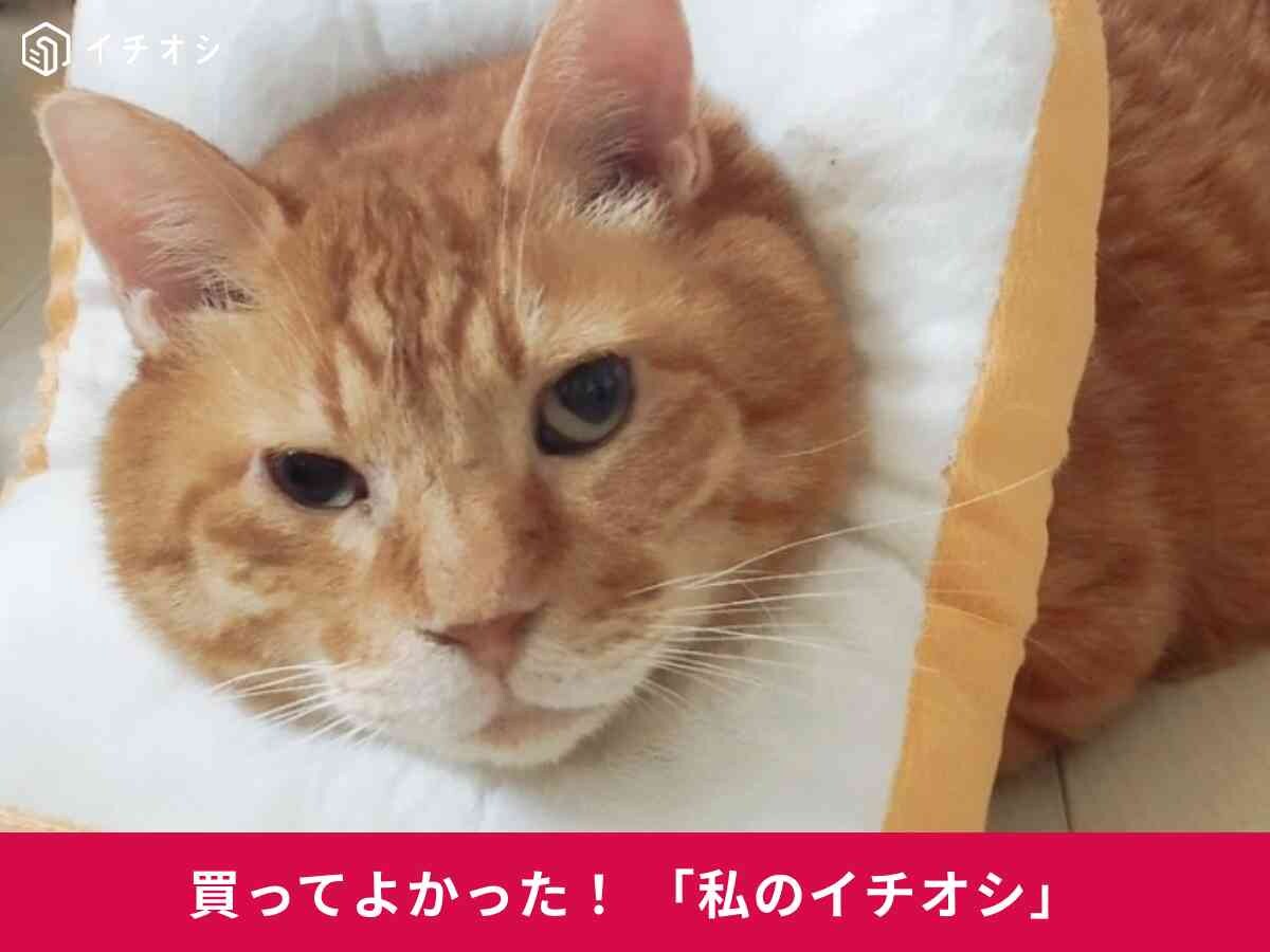 「食パンエリザベスカラー」はふわふわのやさしい素材