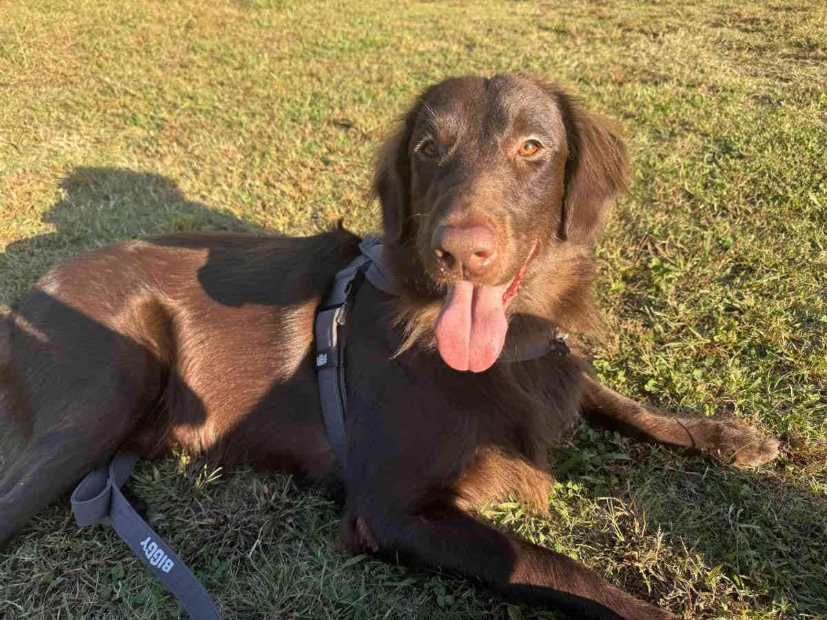 フラットコーテッド・レトリーバーのルルちゃん