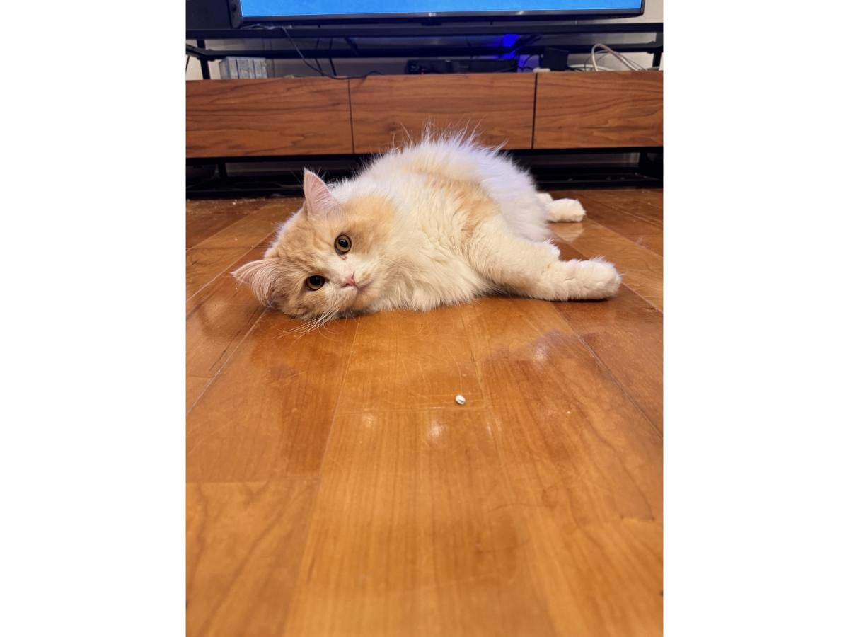 サイベリアンのちゃびちゃん  