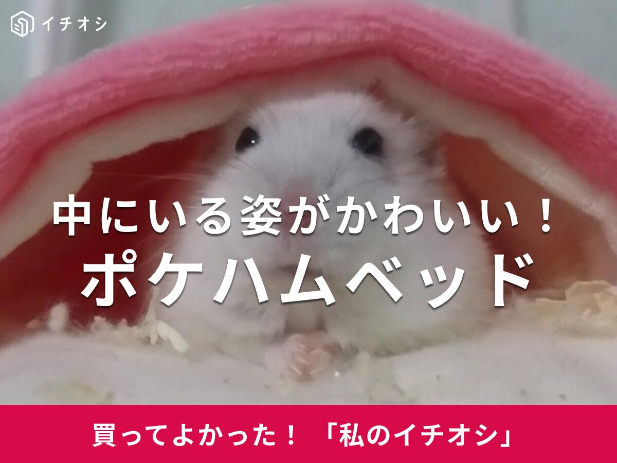 【マルカン】「ポケハムベッド」はまるで人間のお布団！中にいる姿が最強かわいい♪ハムスターのダイコクちゃん(30代女性)