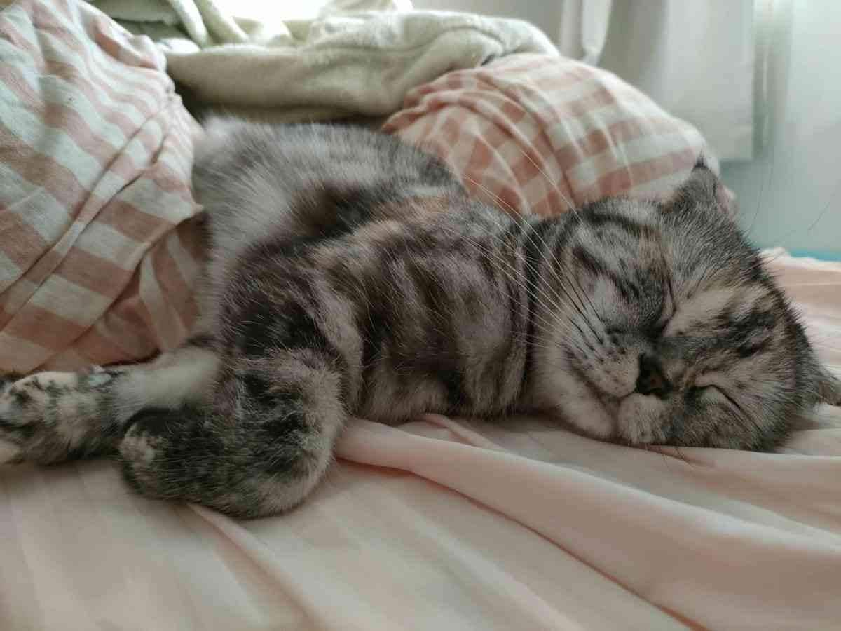 スコティッシュフォールドのちくわちゃん