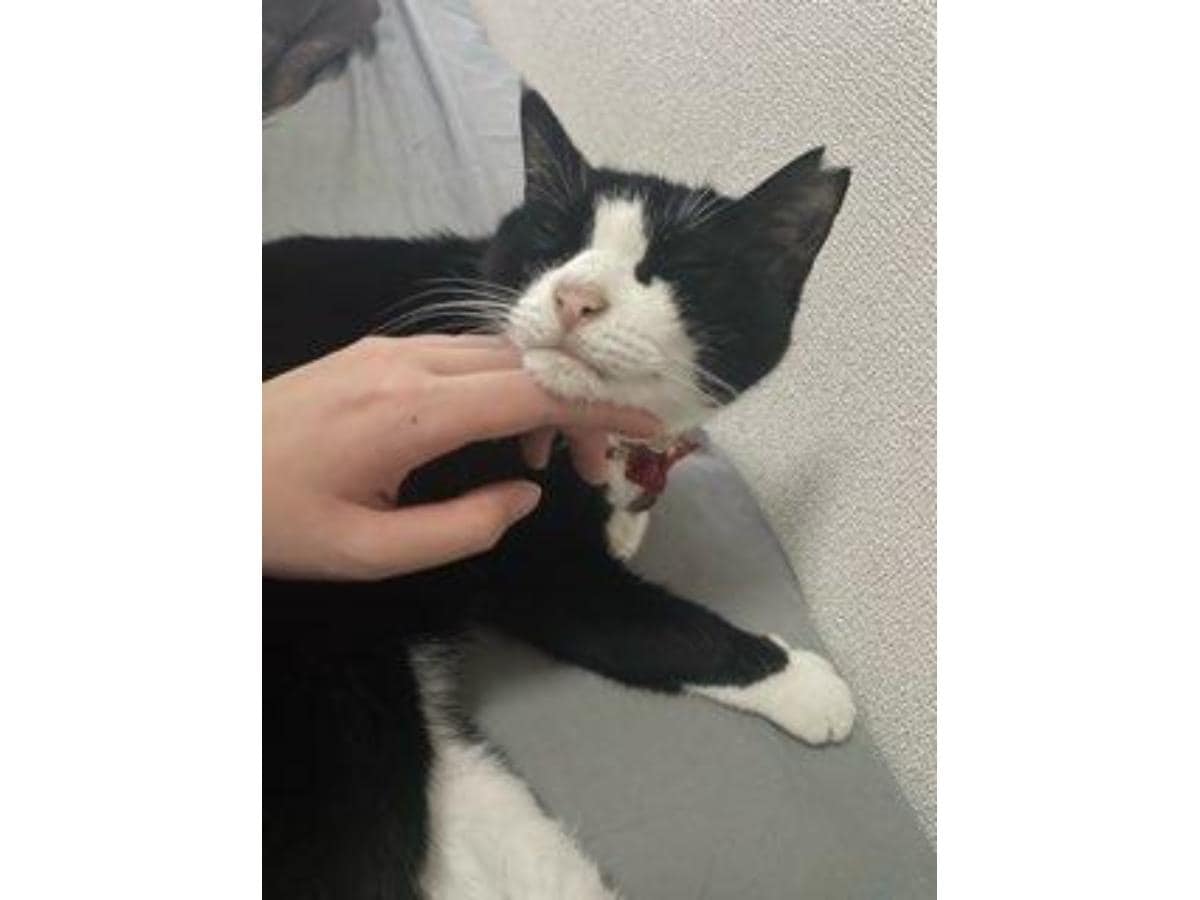 ミックス猫のソナちゃん