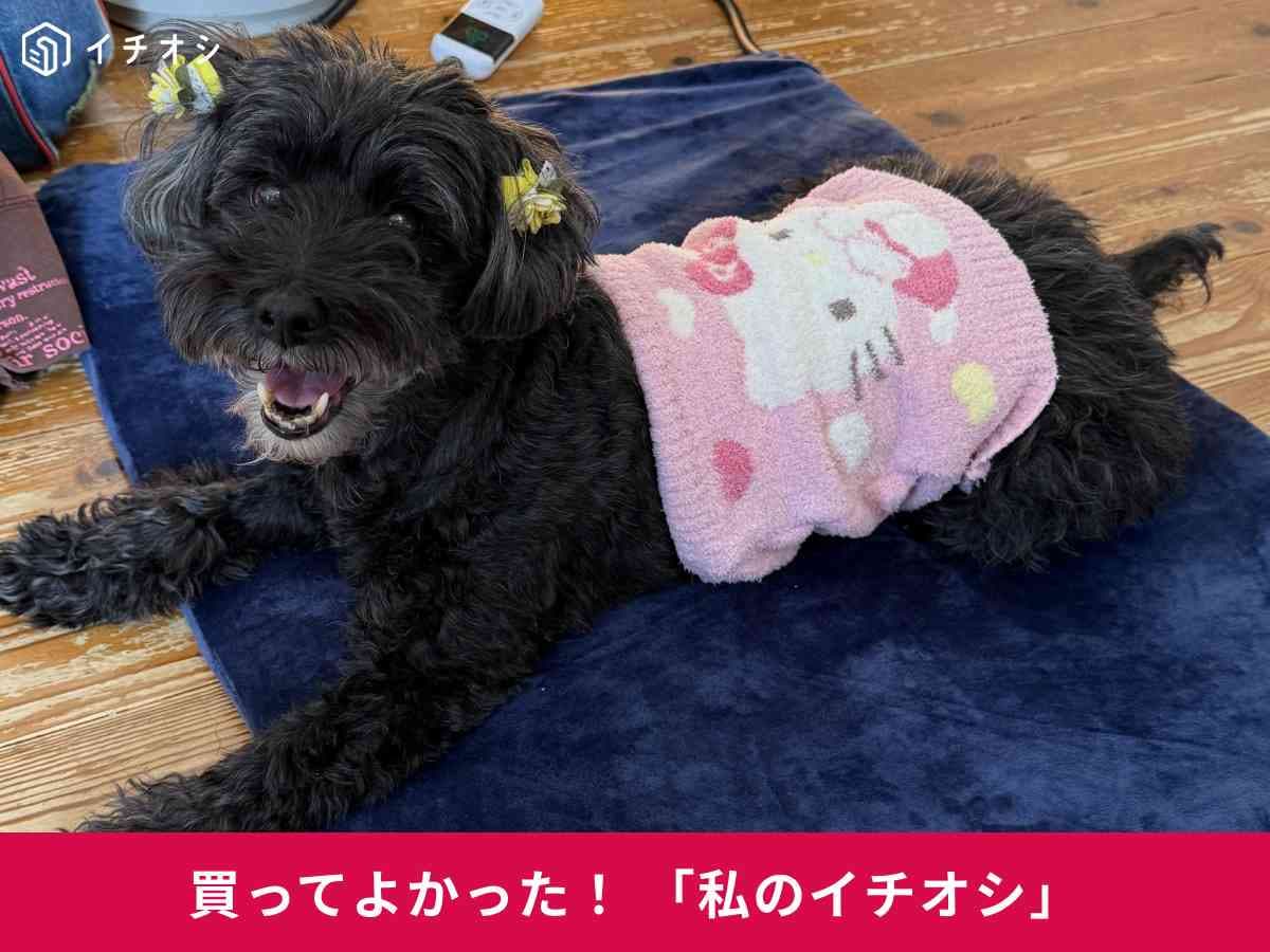 Angelpetの「ペット用ホットカーペット」が冬の寒さ対策におすすめ