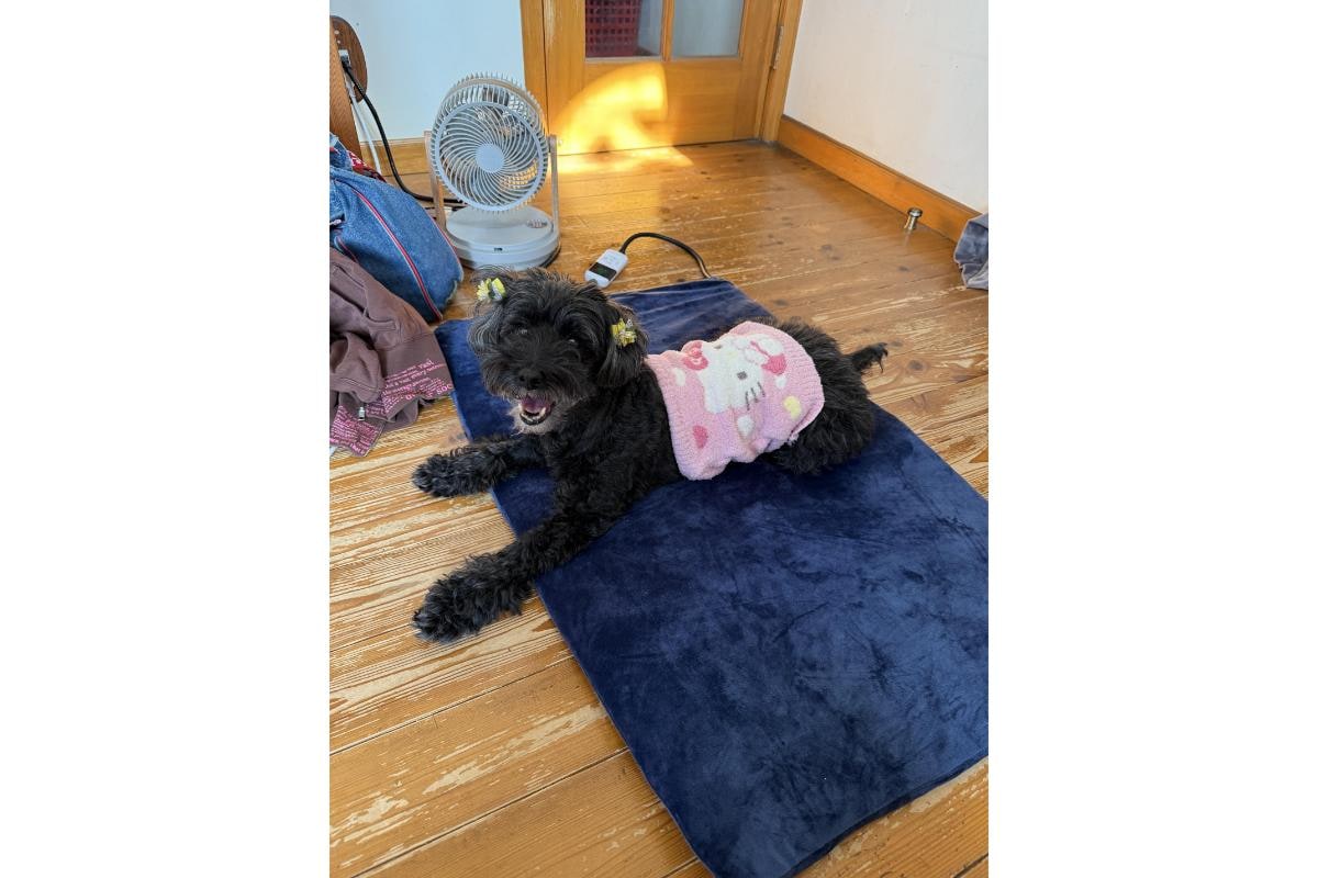 トイプードルのペロちゃん