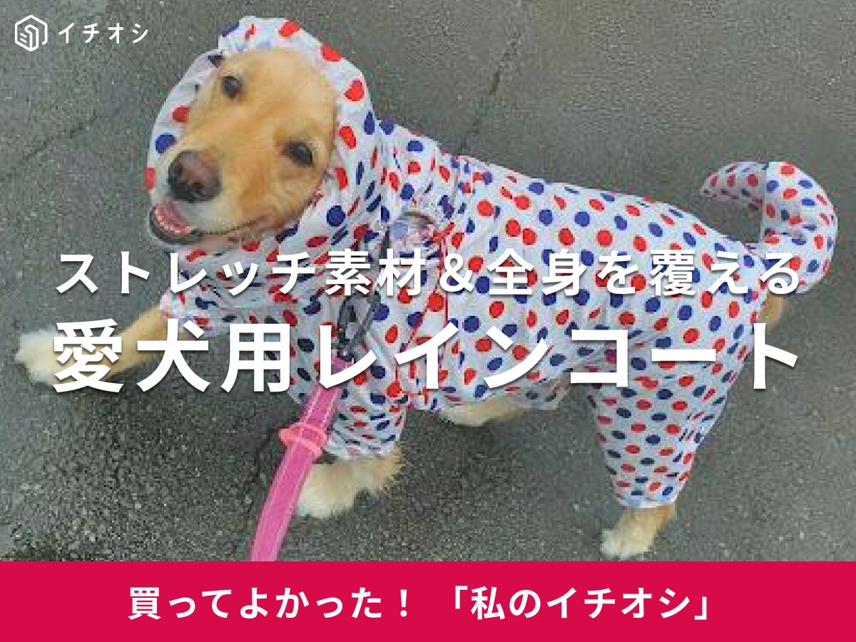 愛犬用「ストレッチフルカバーレインコート」を雨天のお散歩に！ゴールデンレトリバーのアイアイちゃんもご機嫌♪(40代女性)