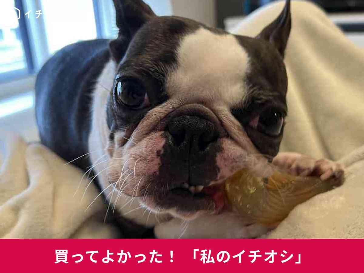 「フレックスアントラー」で遊びながら歯をケア！