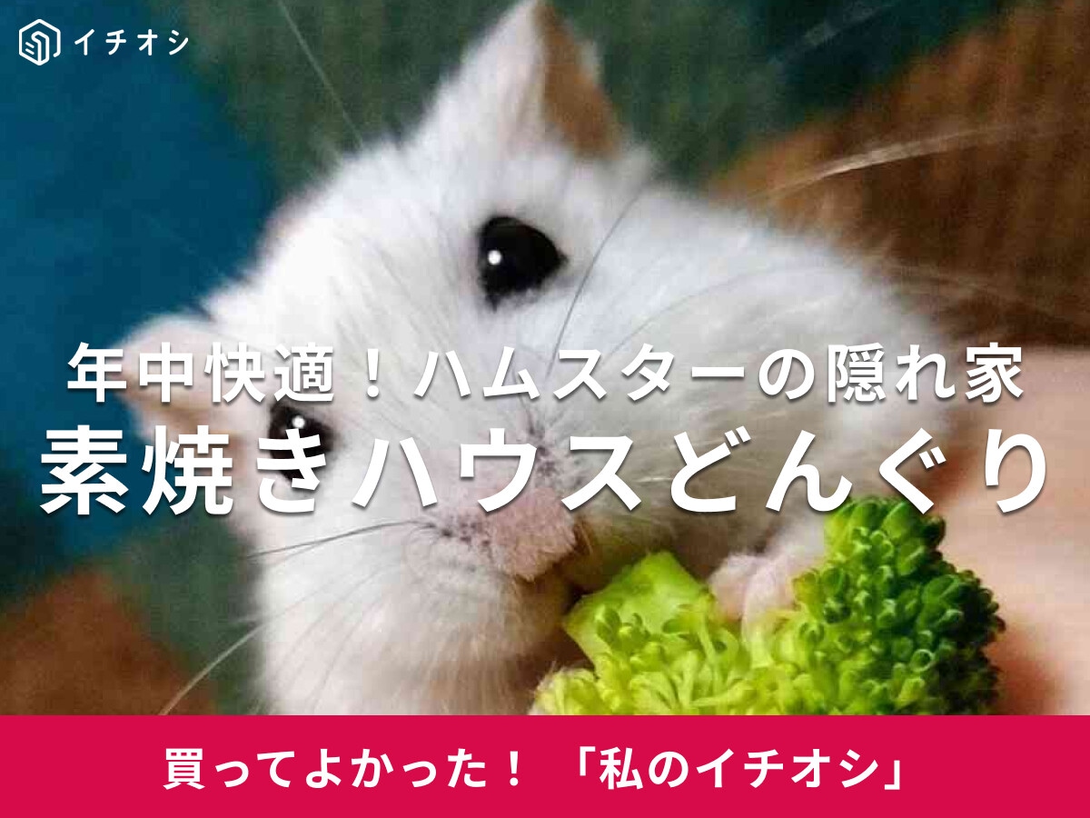 ハムスター用「素焼きハウスどんぐり」は年中快適な隠れ家！ジャンガリアン・ダイコクちゃんが顔を出す姿が可愛い(30代女性)