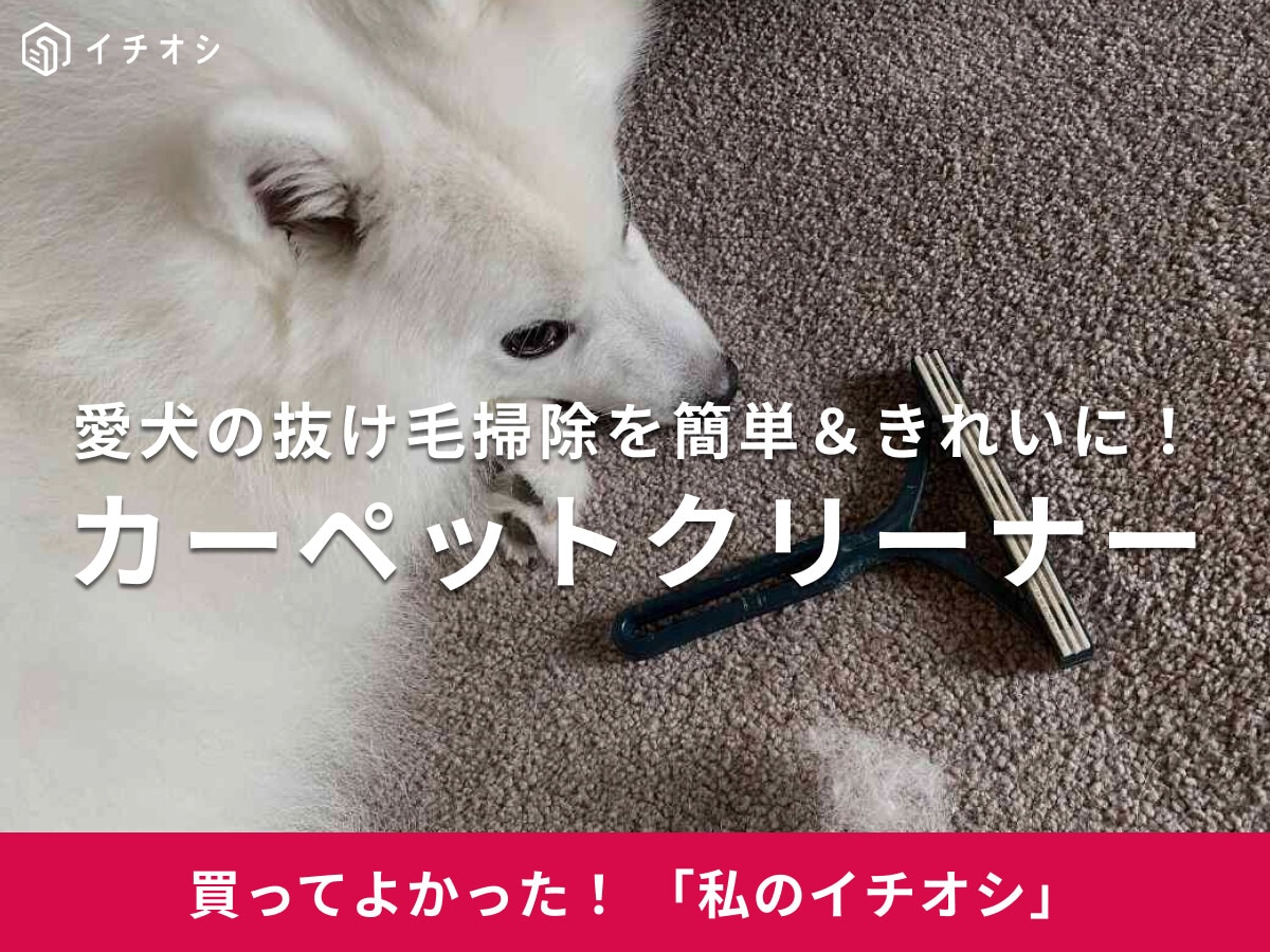 愛犬の抜け毛が「カーペットクリーナー」で驚くほどきれいに！日本スピッツ・テトちゃんのもふもふの毛もごっそり(30代女性)